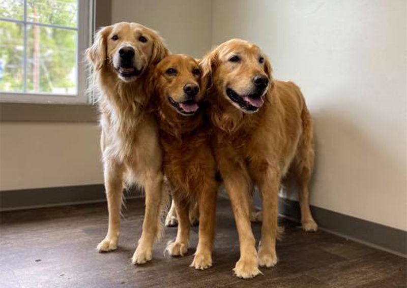 Dog Veterinary Care, Fisherville